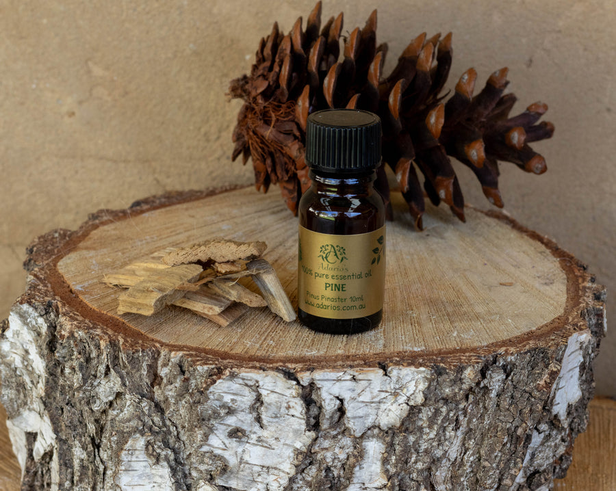 PINE (Pinus Pinaster) | Pure Essential Oil