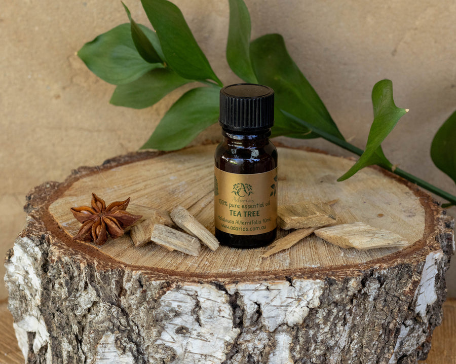 TEA TREE (Melaleuca alternifolia) | Pure Essential Oil